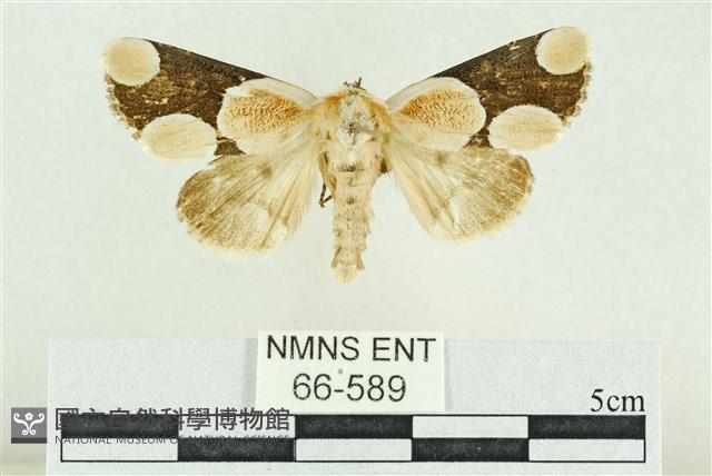 臺灣斑蕊夜蛾藏品圖，第1張