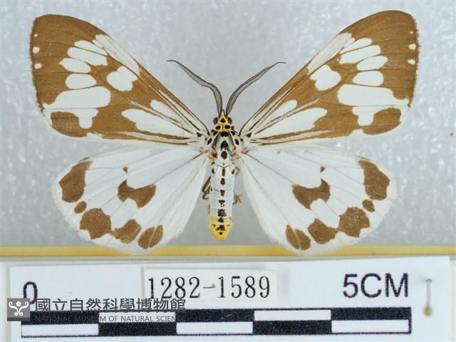 粉蝶燈蛾藏品圖，第1張