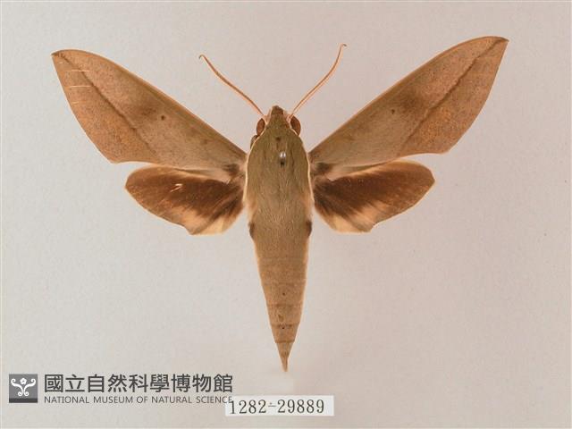 藏斜紋天蛾藏品圖，第1張