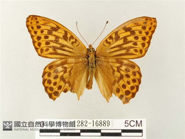 綠豹蛺蝶藏品圖，第1張