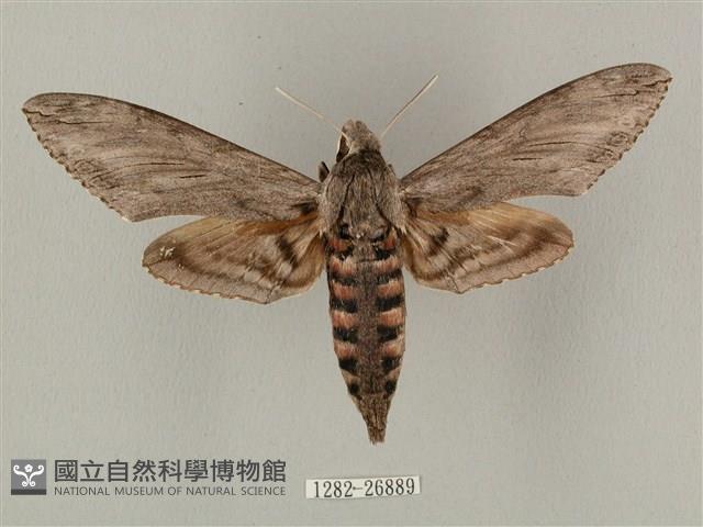 蝦殼天蛾藏品圖，第1張