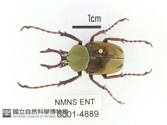 臺灣角金龜藏品圖，第1張