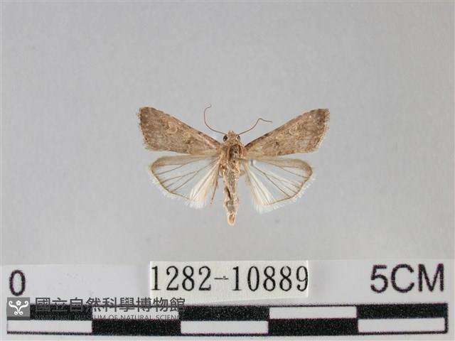 登錄號:001282-10889藏品圖，第1張