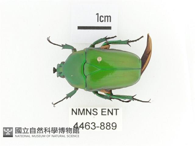 小扇角金龜藏品圖，第1張