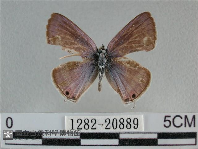 豆波灰蝶藏品圖，第1張