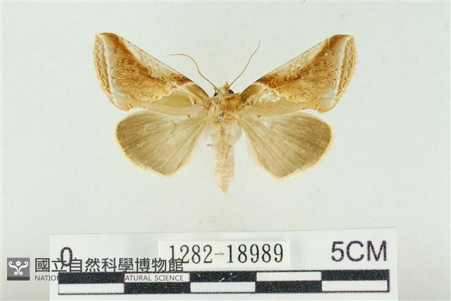 印華波紋蛾藏品圖，第1張