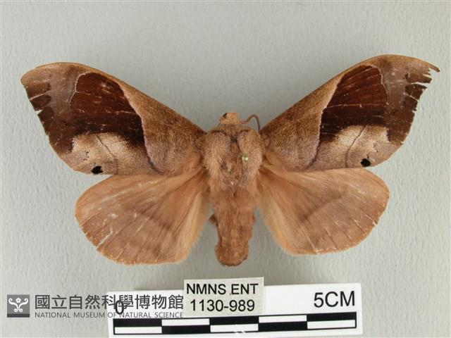 大褐斑枯葉蛾藏品圖，第1張