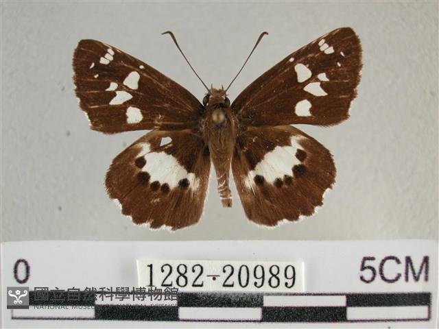 玉帶弄蝶藏品圖，第1張