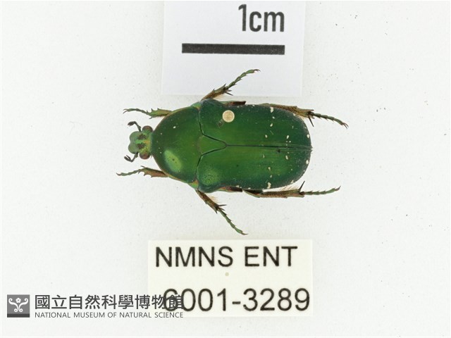 艷邊花金龜藏品圖，第1張