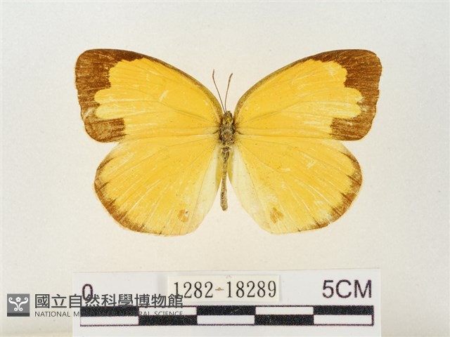 島嶼黃蝶、江崎黃蝶藏品圖，第1張