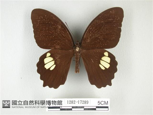 無尾白紋鳳蝶藏品圖，第1張