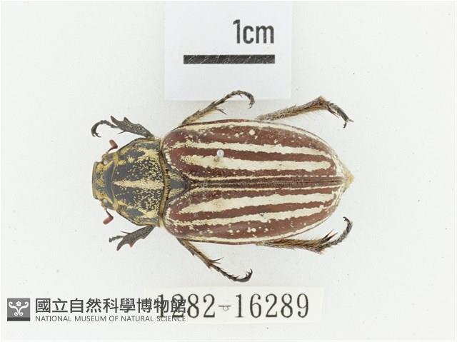 臺灣白條金龜藏品圖，第1張