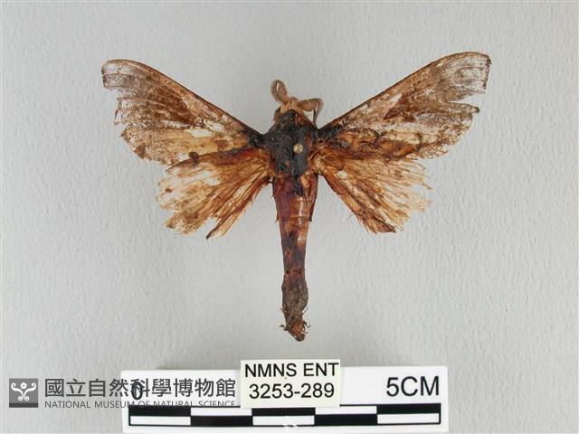 大褐斑枯葉蛾藏品圖，第1張