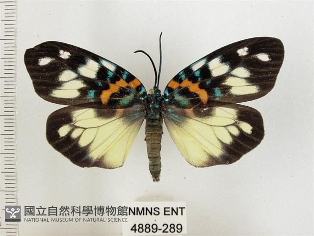 山龍眼螢斑蛾、雙星螢班蛾藏品圖，第1張