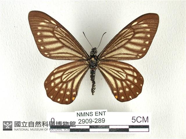 黃星斑鳳蝶藏品圖，第1張