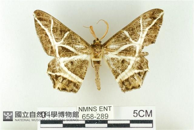 樹形尺蛾藏品圖，第1張