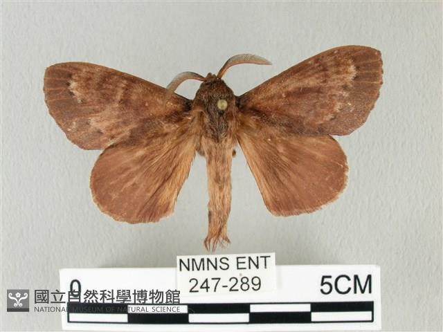 馬尾松枯葉蛾藏品圖，第1張