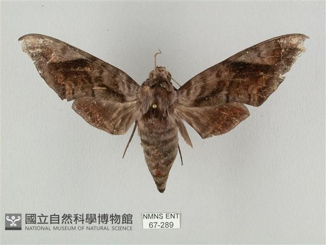 全緣缺角天蛾藏品圖，第1張