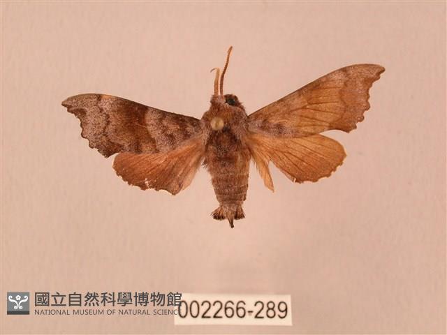 楓天蛾藏品圖，第1張