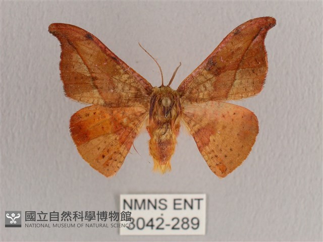 銀端帶鉤蛾藏品圖，第1張