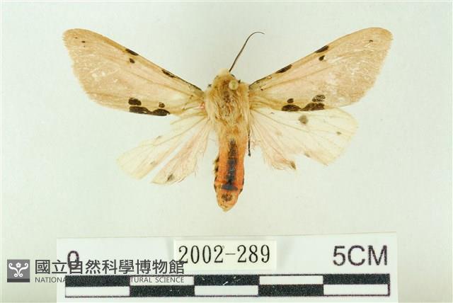 棍棒污燈蛾藏品圖，第1張