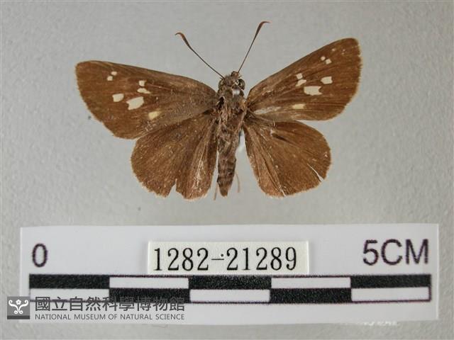 黑星弄蝶藏品圖，第1張