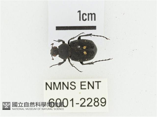 血紅虎斑花金龜藏品圖，第1張