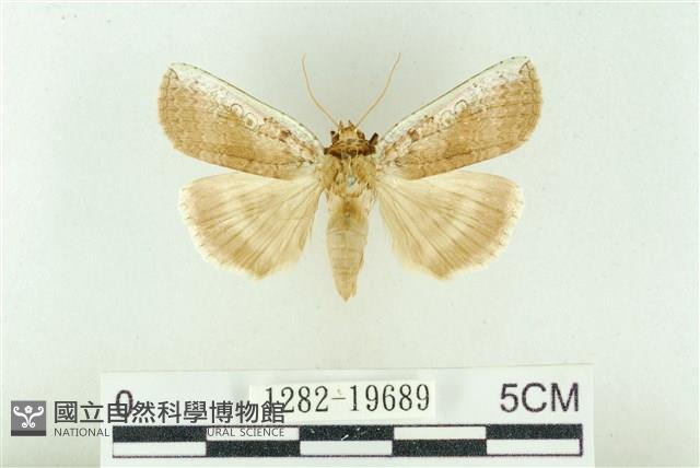 臺洒波紋蛾藏品圖，第1張