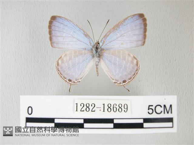 淡青雅波灰蝶藏品圖，第1張
