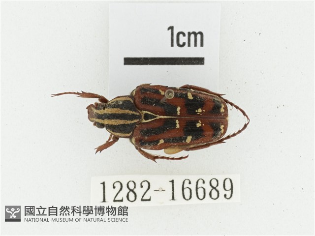 巴蘭陷紋金龜藏品圖，第1張
