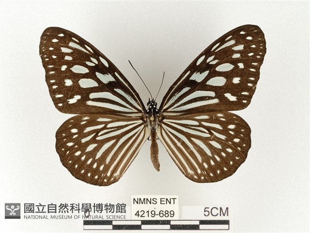 旖斑蝶藏品圖，第1張