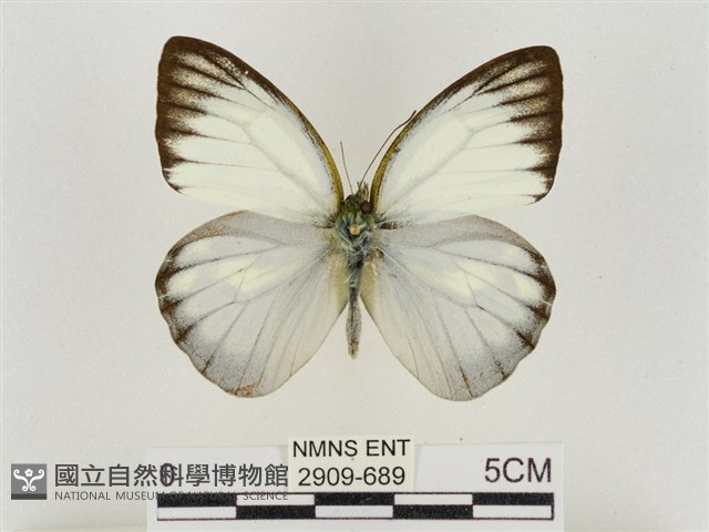 淡褐脈粉蝶藏品圖，第1張