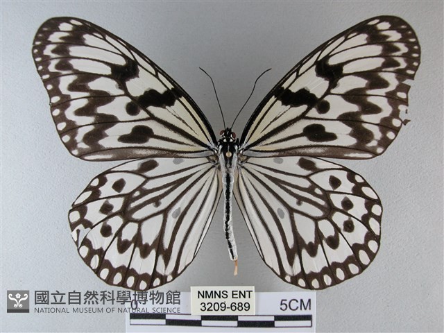 大白斑蝶藏品圖，第1張