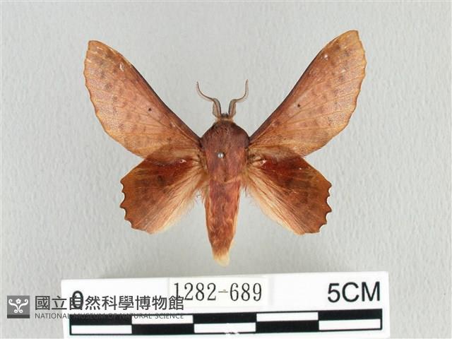 臺灣枯葉蛾藏品圖，第1張