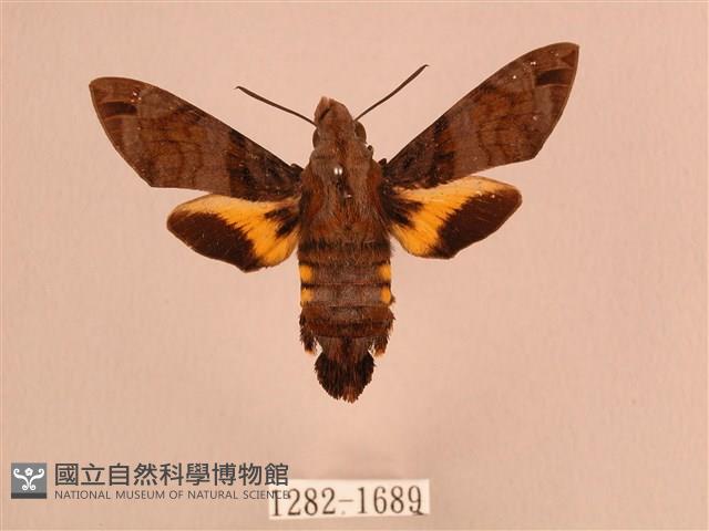 叉帶長喙天蛾藏品圖，第1張