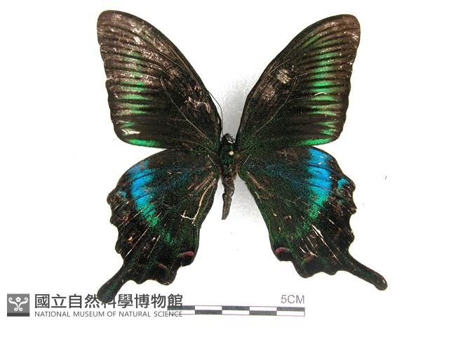 翠鳳蝶蘭嶼亞種藏品圖，第1張