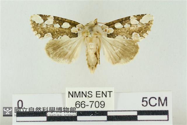 連珠波紋蛾藏品圖，第1張