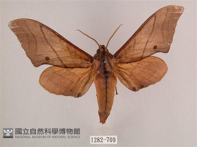 直翅六點天蛾藏品圖，第1張