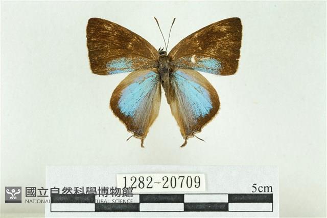 Accession Number:001282-20709 Collection Image, Figure 1, Total 3 Figures