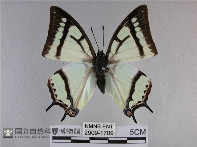 小雙尾蛺蝶藏品圖，第1張