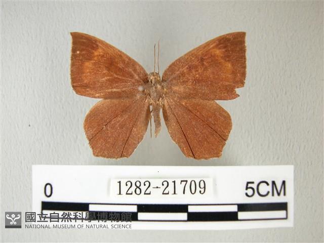 隱錨紋蛾藏品圖，第1張
