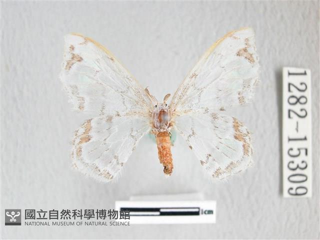 阿里山銀鉤蛾藏品圖，第1張