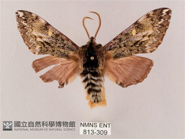 井上氏絨毛天蛾藏品圖，第1張