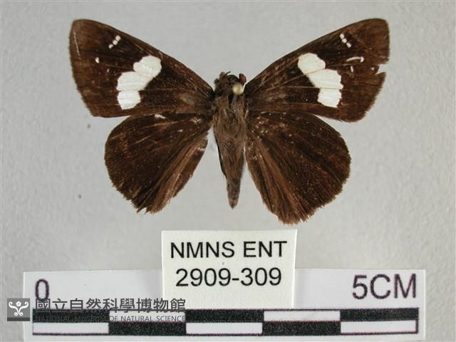 曲紋袖弄蝶藏品圖，第1張