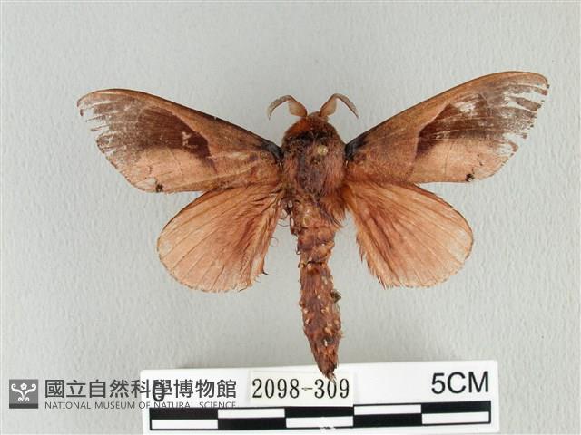 大褐斑枯葉蛾藏品圖，第1張