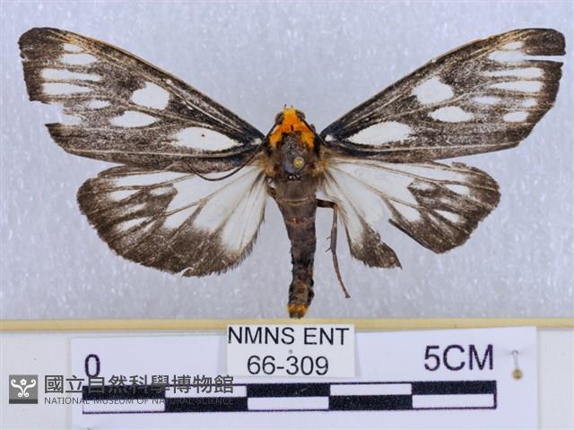 巨網燈蛾藏品圖，第1張