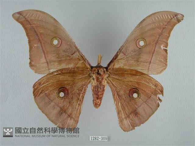 姬透目天蠶蛾藏品圖，第1張