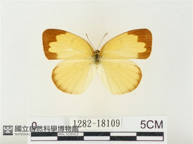 島嶼黃蝶、江崎黃蝶藏品圖，第1張