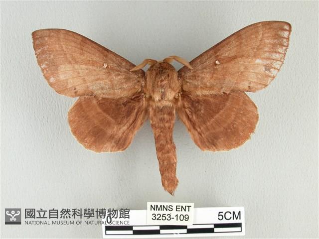 松大毛蟲藏品圖，第1張