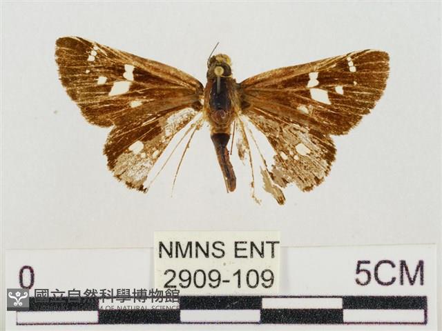 碎紋孔弄蝶藏品圖，第1張